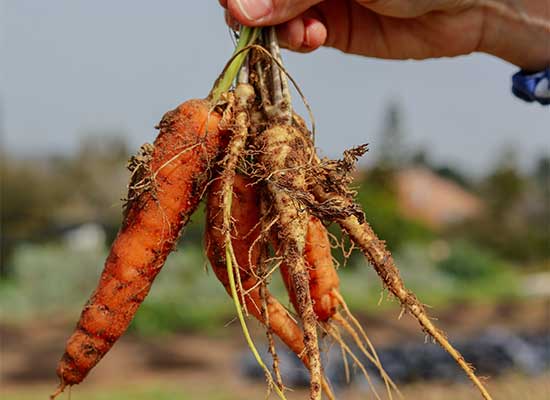 Braintree Farmers Association 